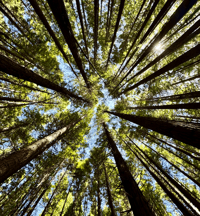 Blik omhoog door een bos van hoge bomen met zonlicht dat door het bladerdak schijnt, symbool voor groei en nieuwe inzichten, passend bij het coachingaanbod van Kracht in Gevoel.