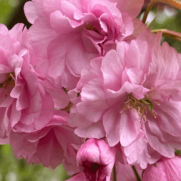 Close-up van roze bloem, symbool voor groei en bloei, passend bij de missie van Kracht in Gevoel.