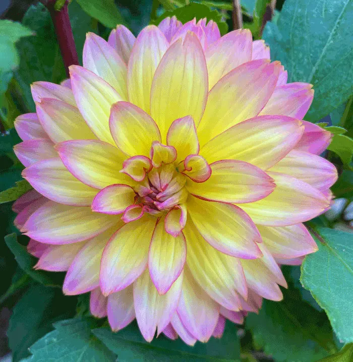 Close-up van een roze-geel gekleurde bloem, symbool voor een nieuw begin en persoonlijke groei.